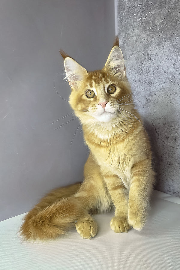 Lex maine coon kitten is a fluffy orange ticked tabby with green eyes and tufted ears sitting near a gray wall