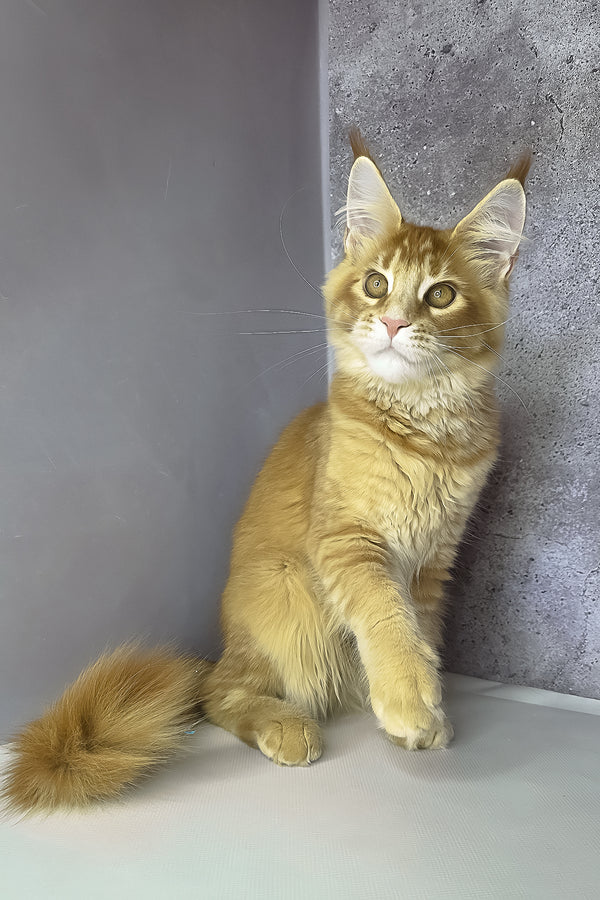 Lex maine coon kitten with fluffy ginger fur, green eyes, and tufted ears sitting against a gray wall, purebred kitties