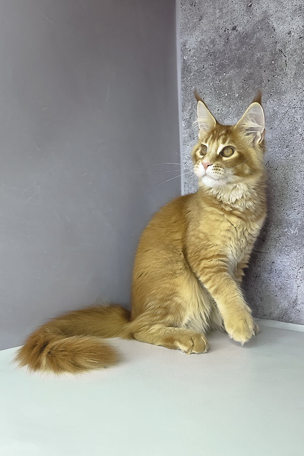 A fluffy ginger maine coon kitten with green eyes and tufted ears sits against a textured gray wall perfect for purebred kitties
