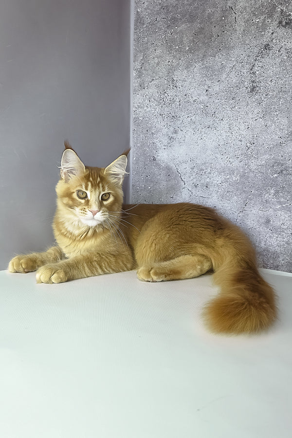 Lex maine coon kitten is a fluffy orange purebred maine coon with striking green eyes lounging by a gray wall