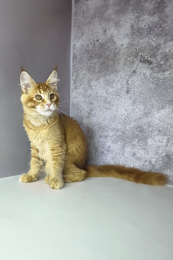 Lex maine coon kitten a fluffy orange ticked tabby with green eyes and ear tufts sitting alert by gray wall