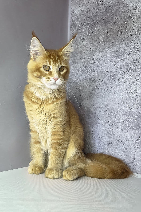 Lex maine coon kitten fluffy ginger with green eyes and long tail sitting by textured gray wall purebred kitties