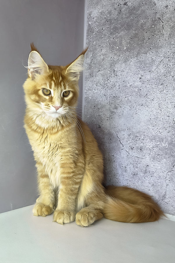 Lex maine coon kitten fluffy orange purebred kitty with green eyes and white muzzle against textured gray wall