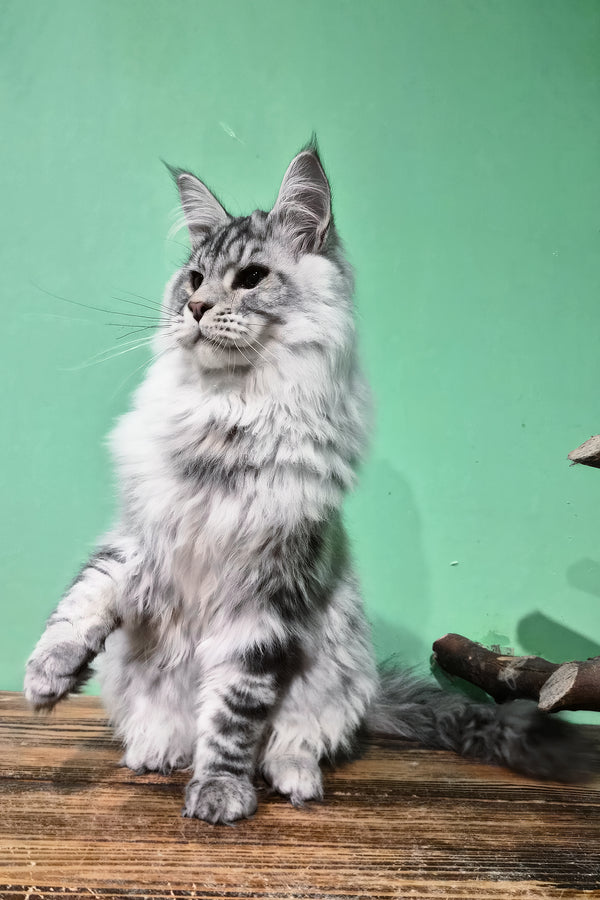 Lex | Maine Coon Kitten
