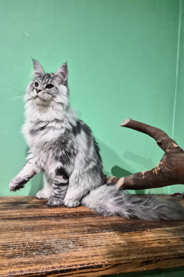 Lex | Maine Coon Kitten