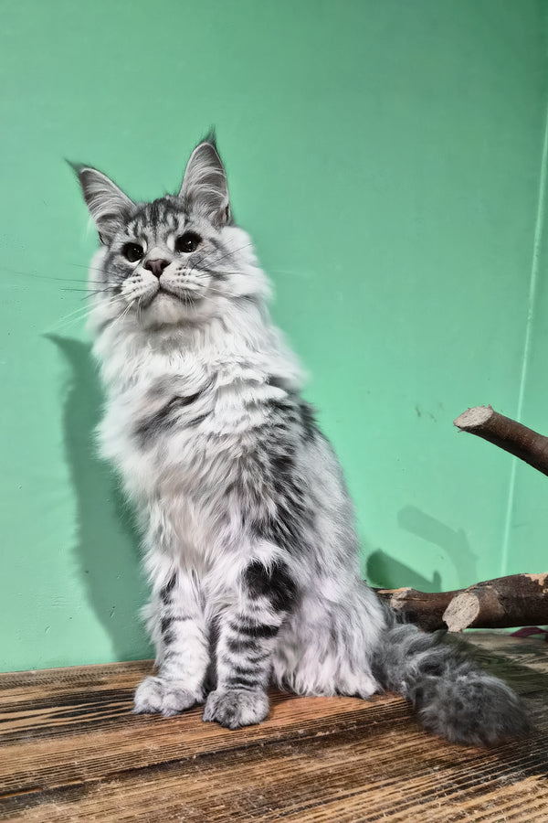 Lex | Maine Coon Kitten