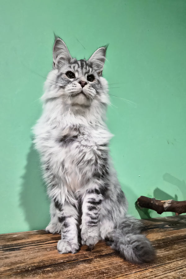 Lex | Maine Coon Kitten