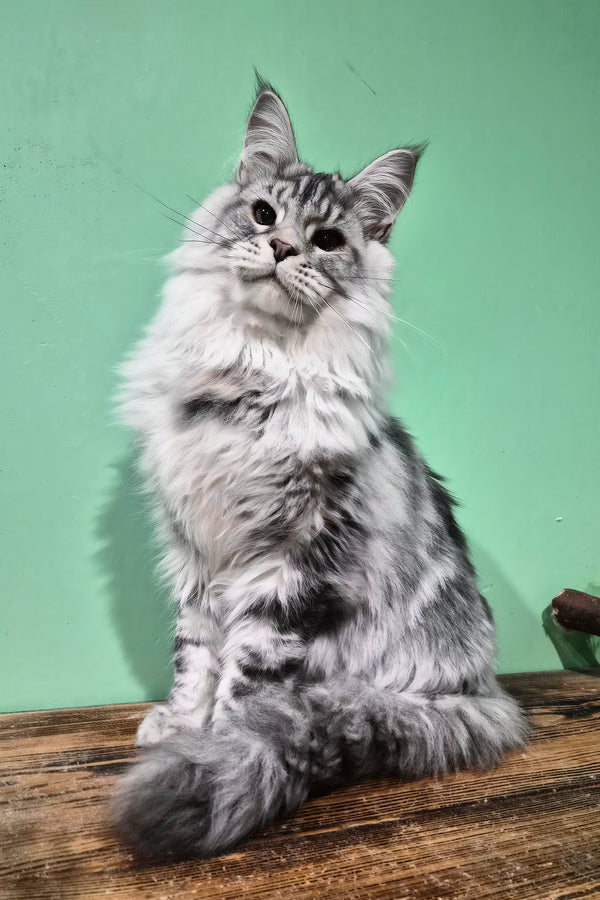 Lex | Maine Coon Kitten