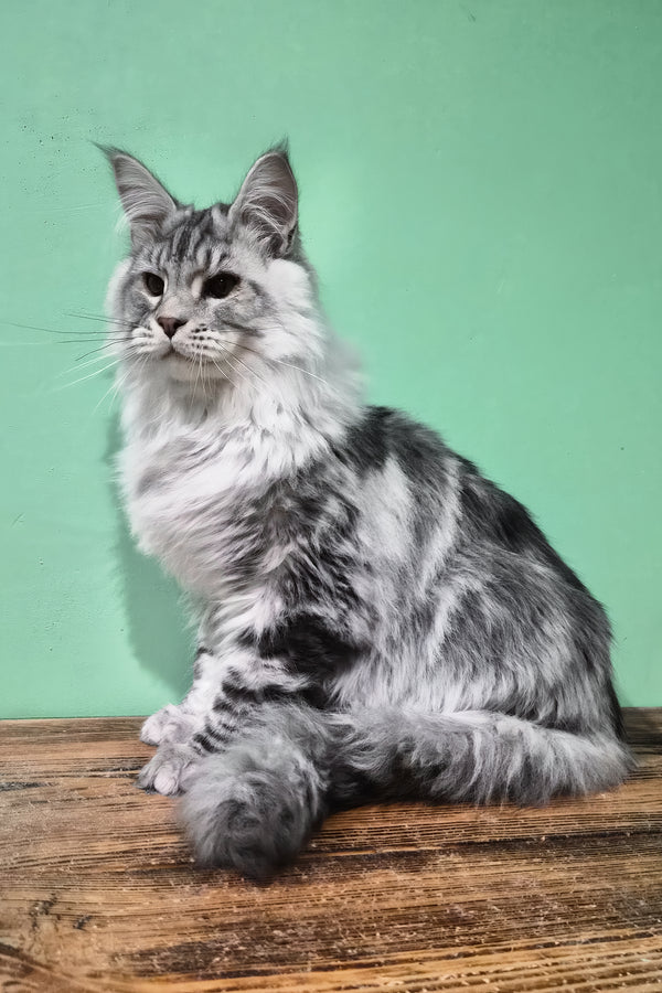Lex | Maine Coon Kitten