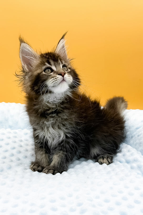 Lexus | Maine Coon Kitten