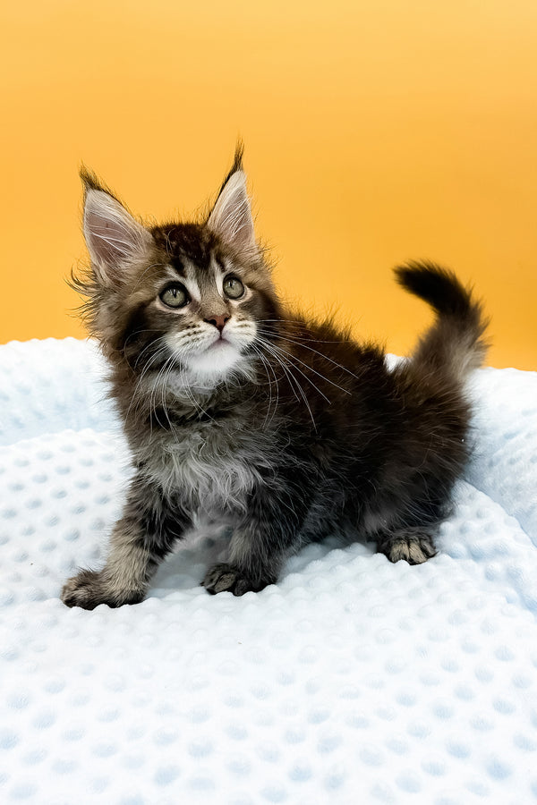 Lexus | Maine Coon Kitten