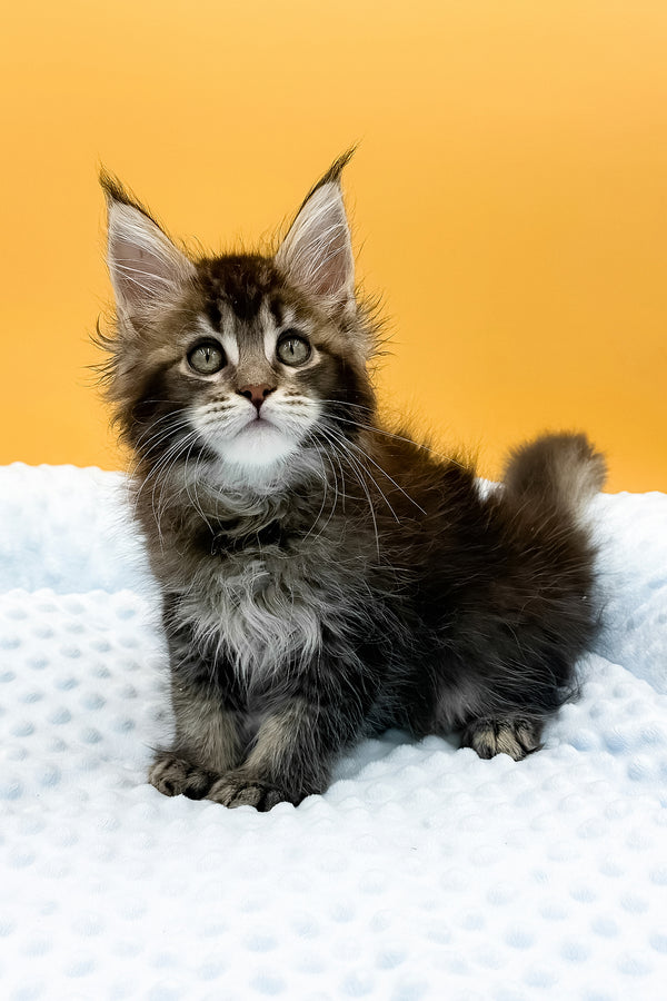 Lexus | Maine Coon Kitten