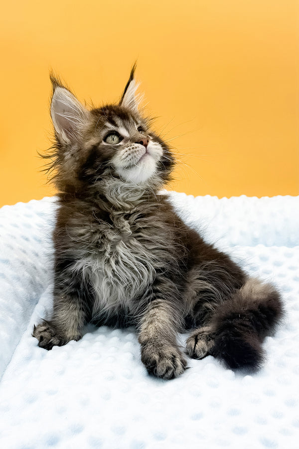 Lexus | Maine Coon Kitten