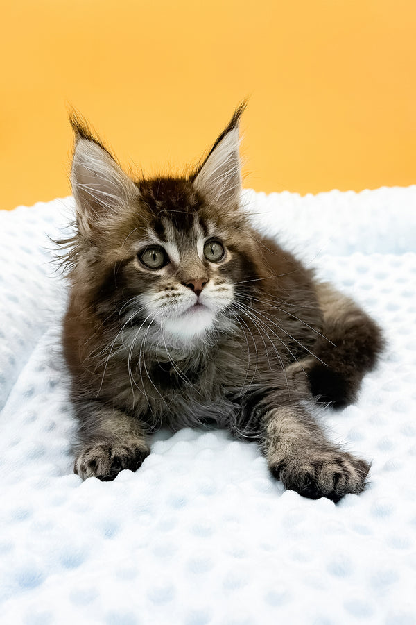 Lexus | Maine Coon Kitten