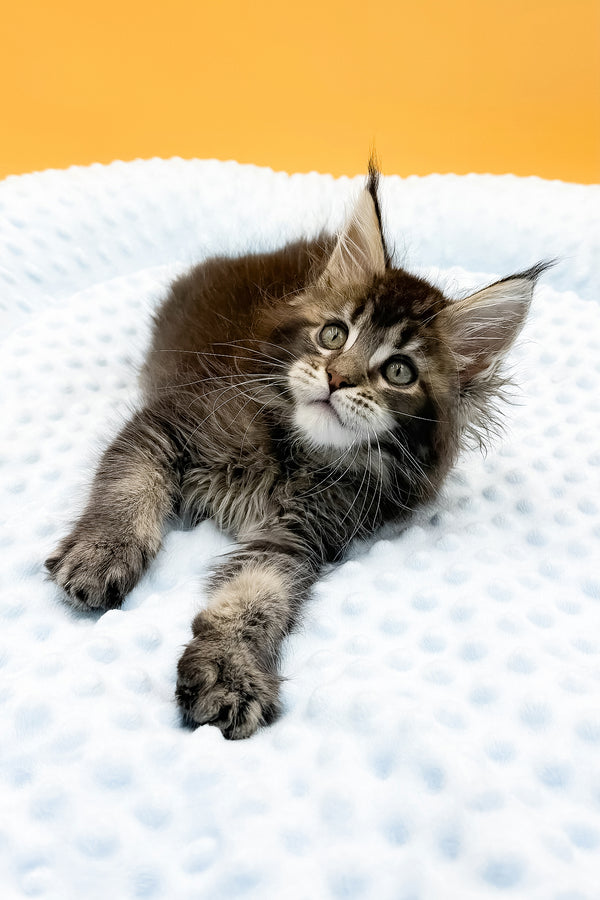 Lexus | Maine Coon Kitten