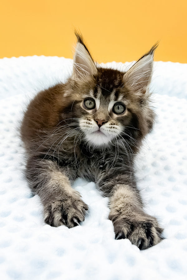 Lexus | Maine Coon Kitten
