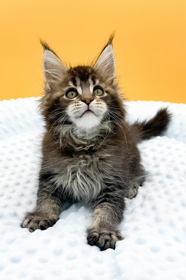 Lexus | Maine Coon Kitten