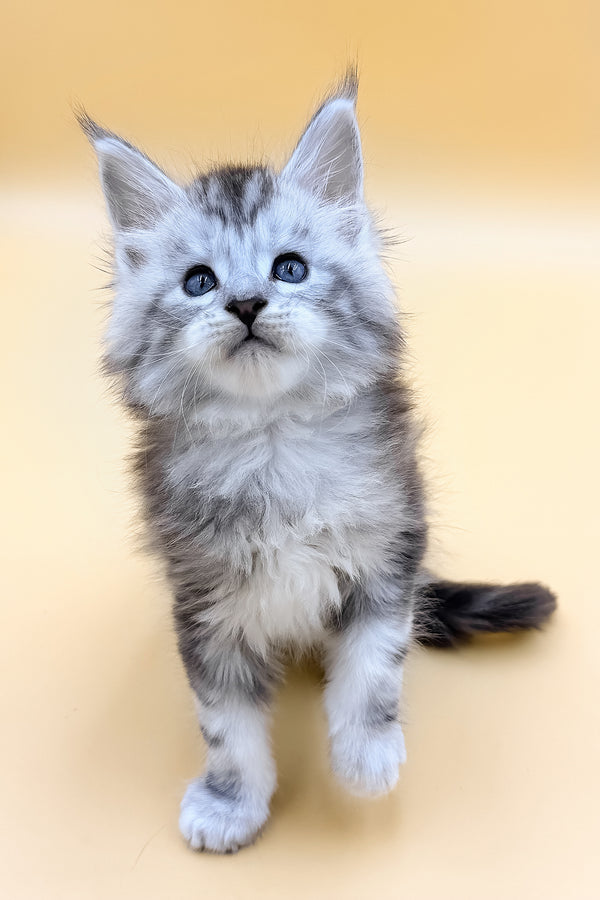 Liaf | Maine Coon Kitten