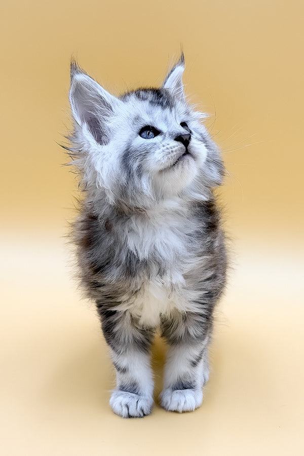 Liaf | Maine Coon Kitten