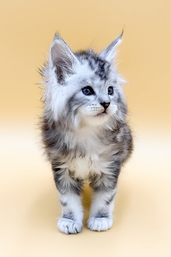 Liaf | Maine Coon Kitten