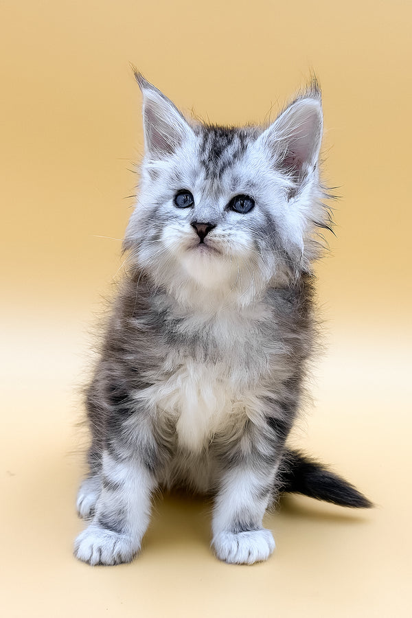 Liaf | Maine Coon Kitten