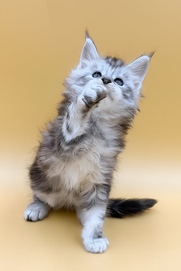 Liaf | Maine Coon Kitten