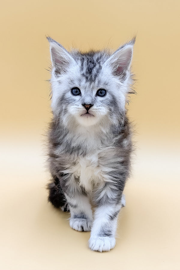 Liaf | Maine Coon Kitten