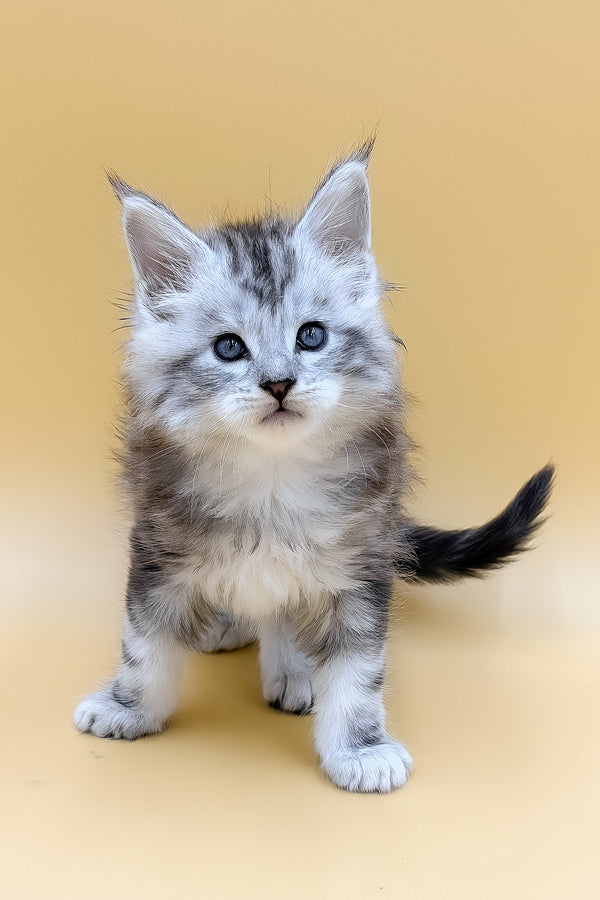 Liaf | Maine Coon Kitten