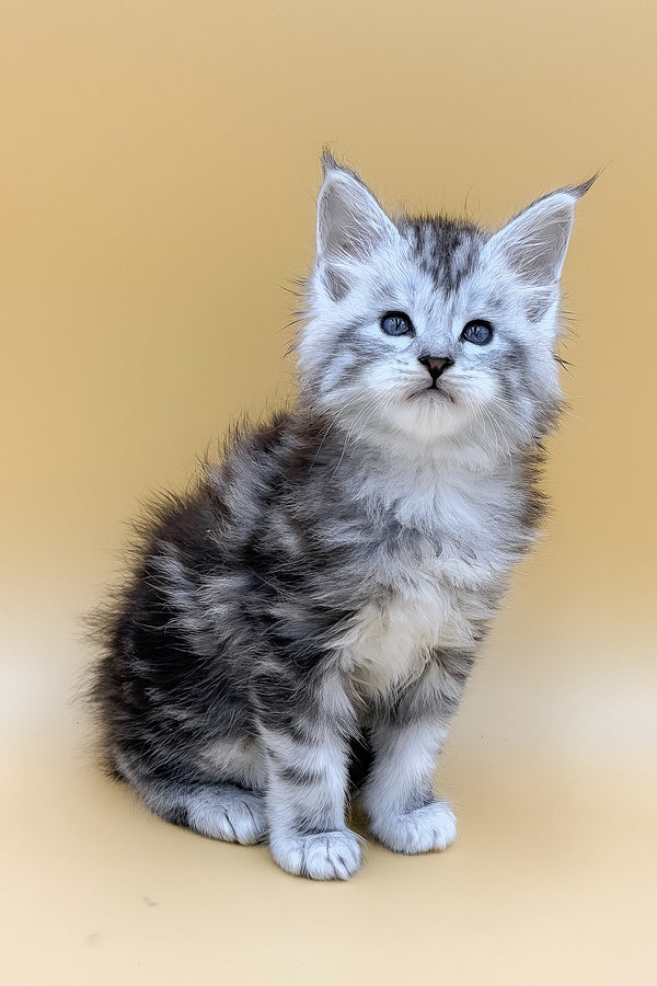 Liaf | Maine Coon Kitten