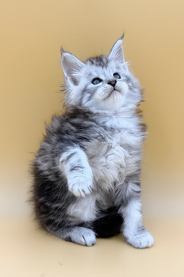 Liaf | Maine Coon Kitten