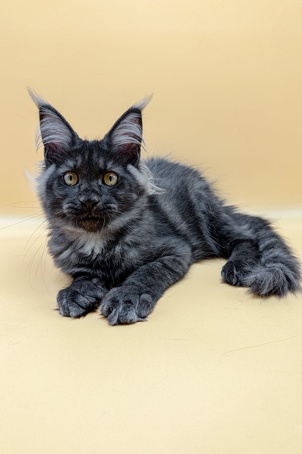 Liana | Maine Coon Kitten