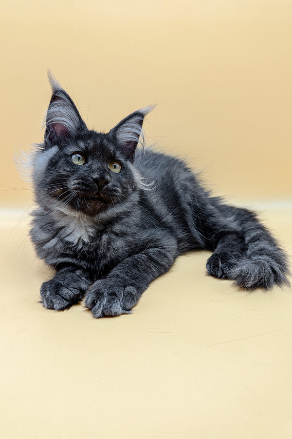 Liana | Maine Coon Kitten