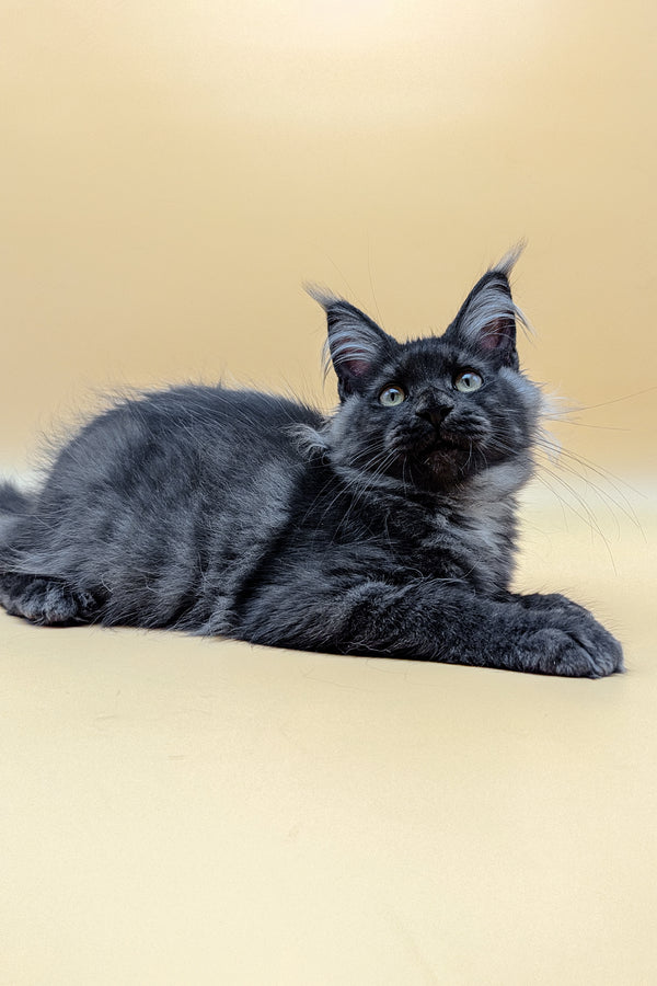 Liana | Maine Coon Kitten