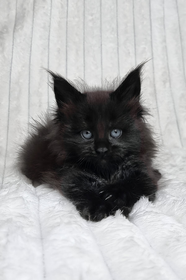 Lika | Maine Coon Kitten