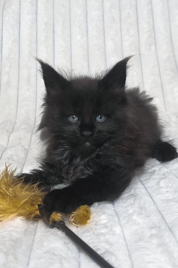 Lika | Maine Coon Kitten