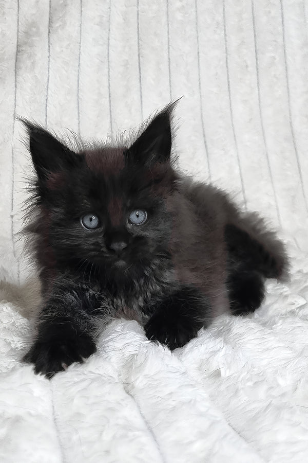 Lika | Maine Coon Kitten