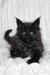 Lika | Maine Coon Kitten