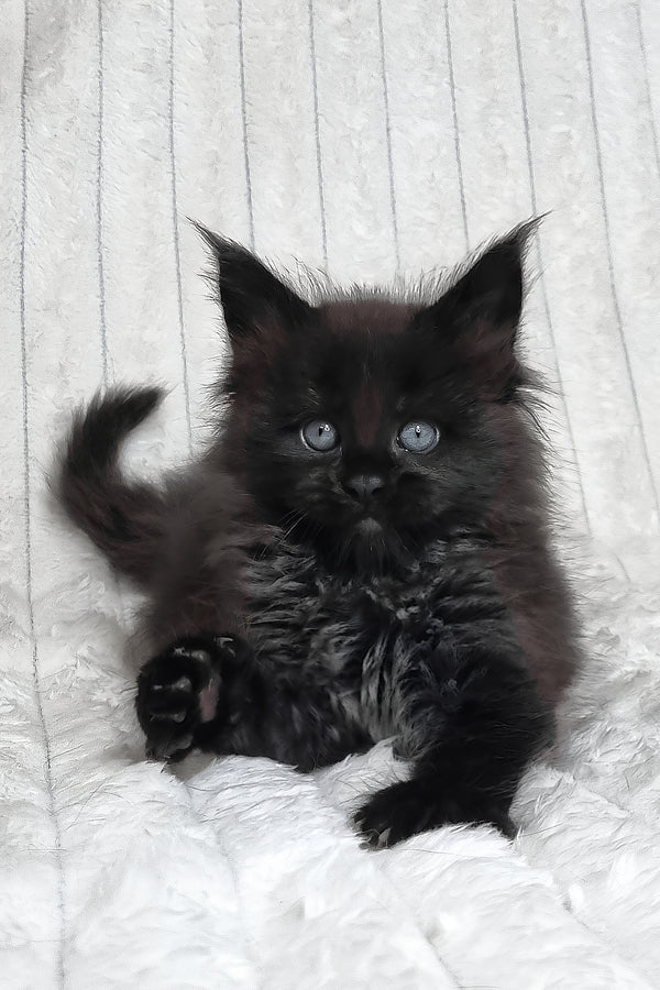 Lika | Maine Coon Kitten
