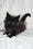 Lika | Maine Coon Kitten