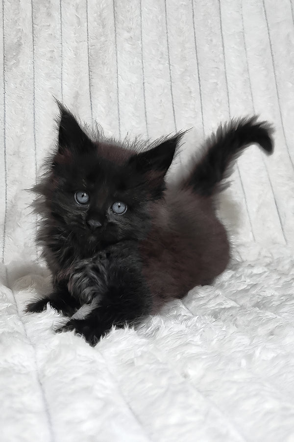 Lika | Maine Coon Kitten