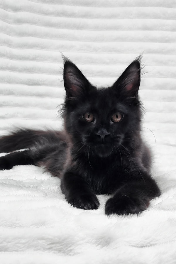 Lika | Maine Coon Kitten