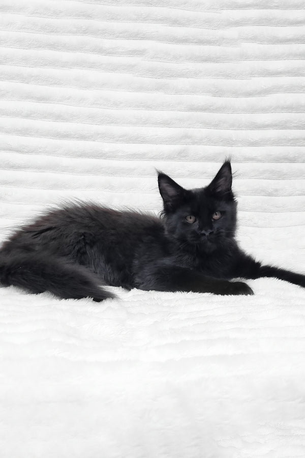 Lika | Maine Coon Kitten