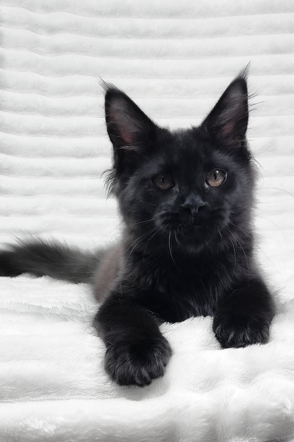Lika | Maine Coon Kitten