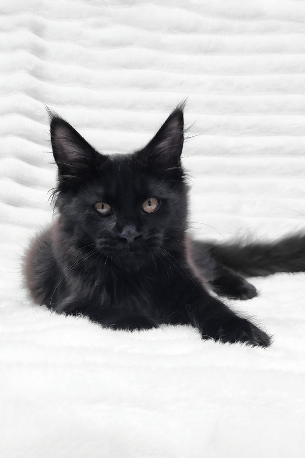 Lika | Maine Coon Kitten