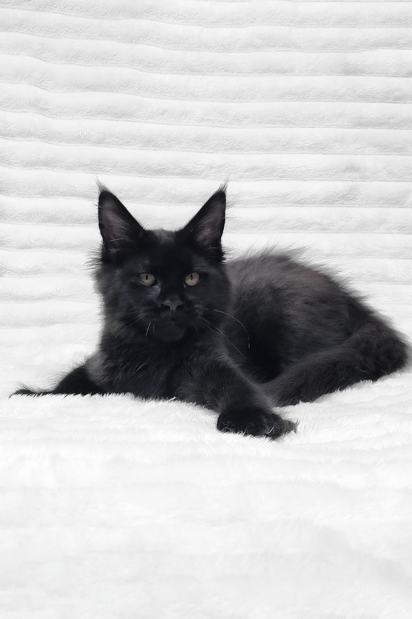 Lika | Maine Coon Kitten