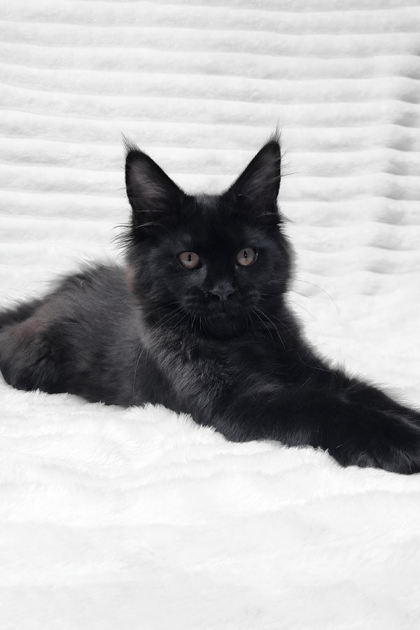 Lika | Maine Coon Kitten