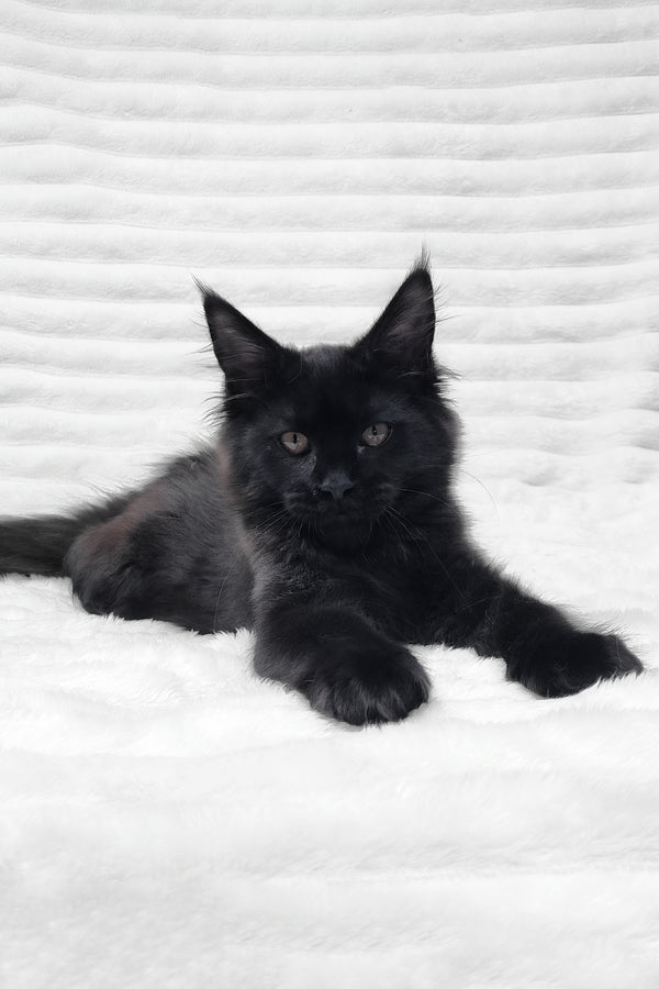 Lika | Maine Coon Kitten