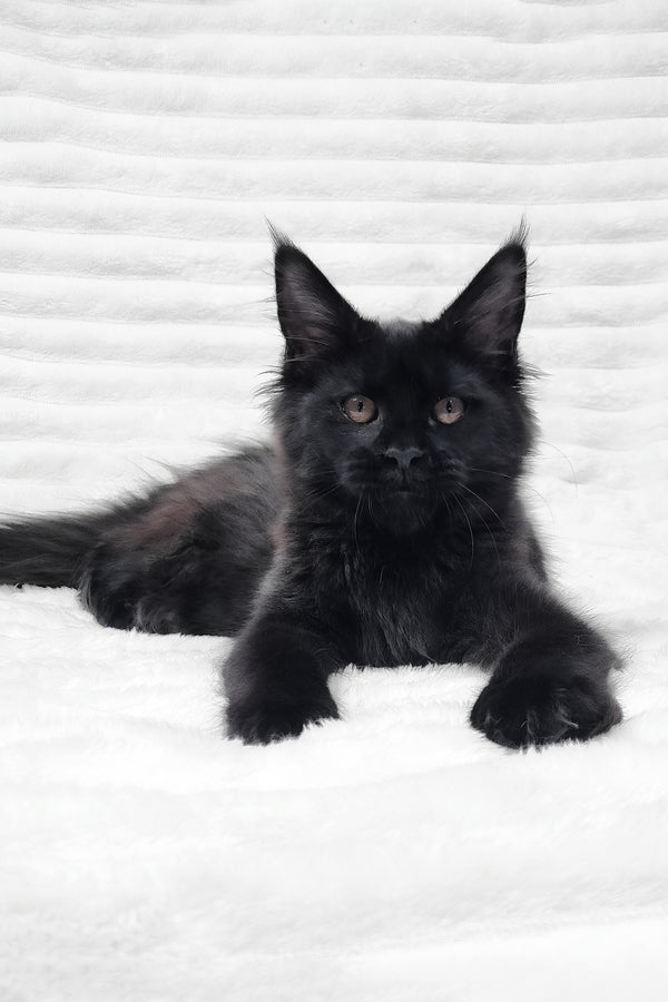 Lika | Maine Coon Kitten