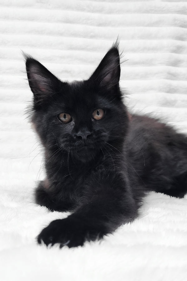 Lika | Maine Coon Kitten