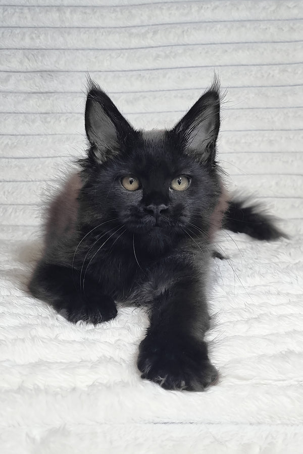Lika | Maine Coon Kitten